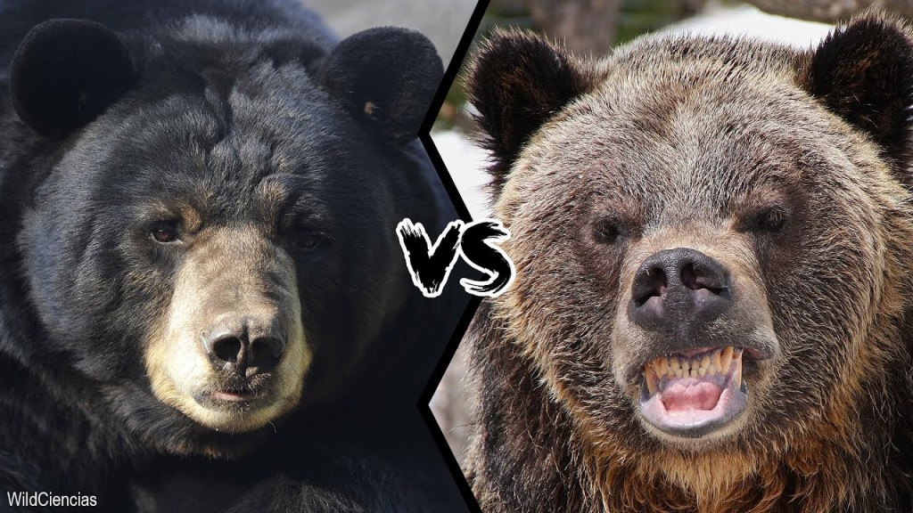 What about Bears?