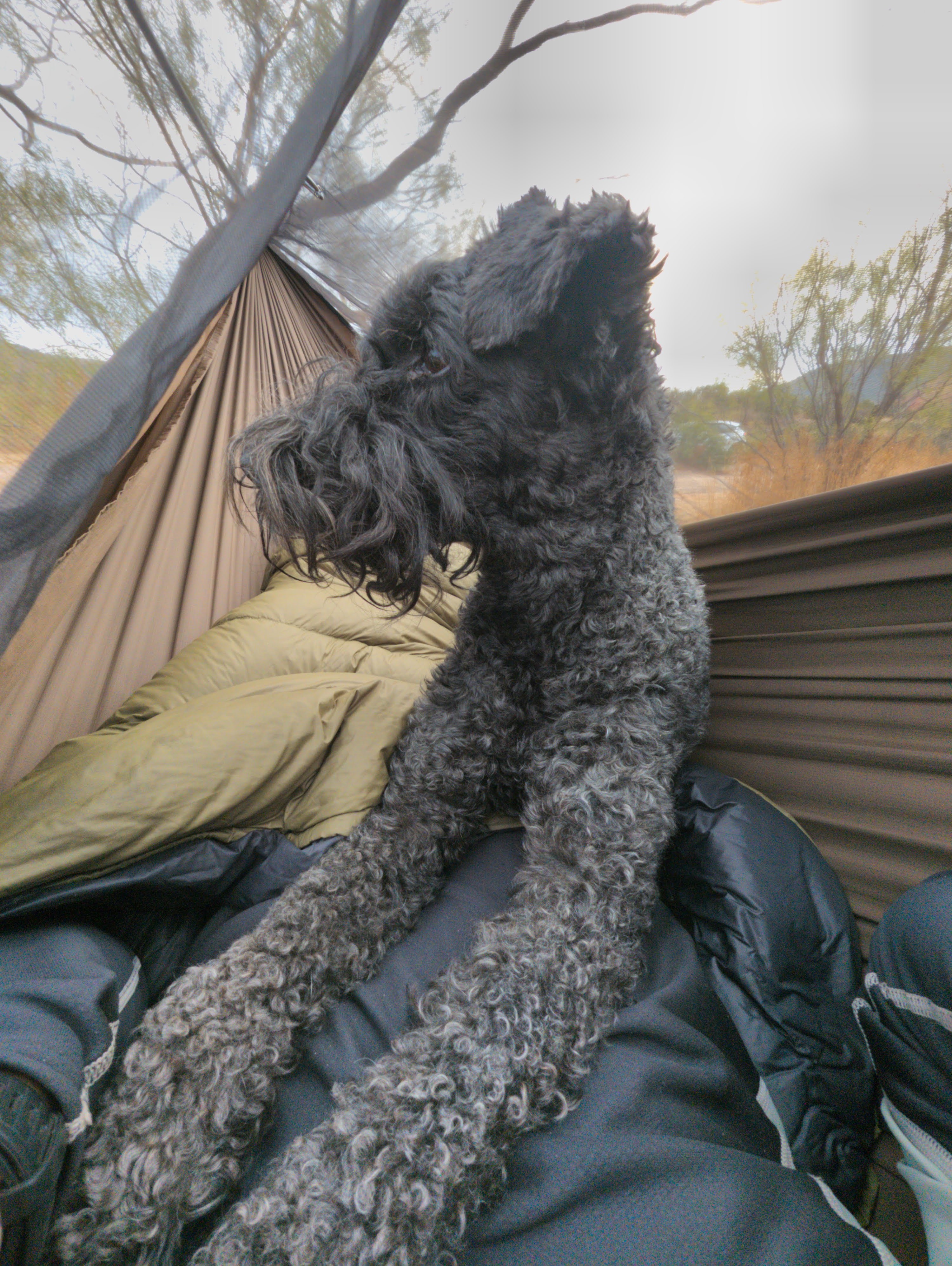 Ihana in the Hammock, Watching the Neighbors